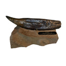 SUE Tyrannosaurus rex Bronze Tooth with Base - Special Edition
