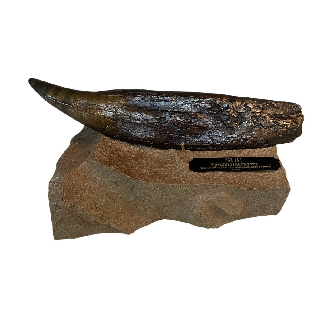 SUE Tyrannosaurus rex Bronze Tooth with Base - Special Edition