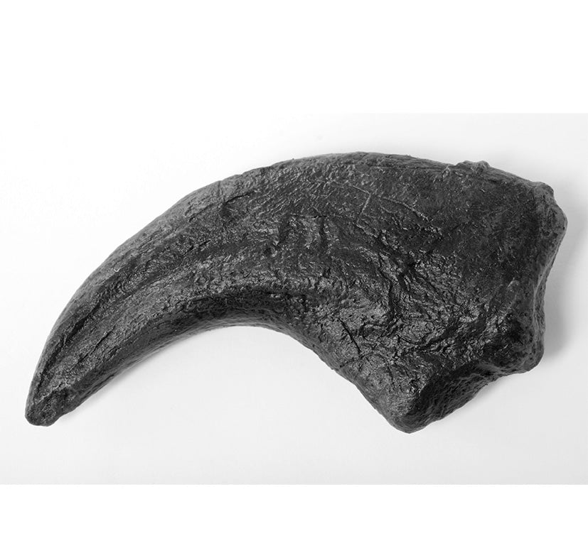 Tyrannosaurus rex Manus (Hand) Claw - Solid Color Replica