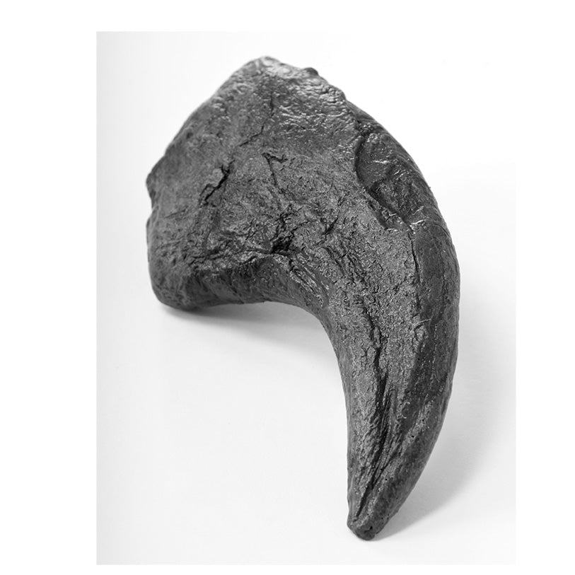Tyrannosaurus rex Manus (Hand) Claw - Solid Color Replica