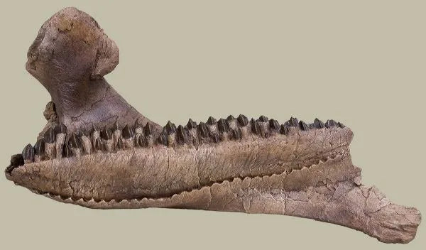 Triceratops horridus Dentary - Display Replica