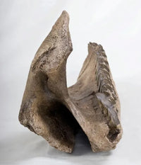 Triceratops horridus Dentary - Display Replica