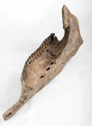 Triceratops horridus Dentary - Display Replica