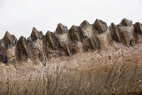Triceratops horridus Dentary - Display Replica