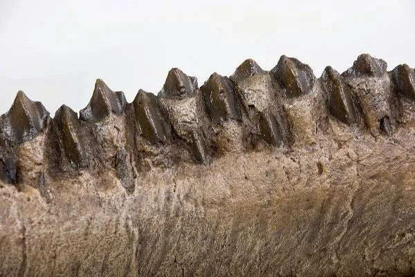 Triceratops horridus Dentary - Display Replica